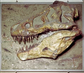 Prehistoria: cráneo de dinosaurio Tyrannosaurus rex (T Rex o tiranosaurio). Período Cretácico. Museo cívico de historia natural, Milán