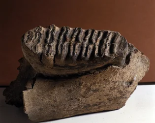 Prehistoria: diente de Elephas, enorme elefante. Era Cenozoica, período Plioceno. reunido en Manndorf, Austria