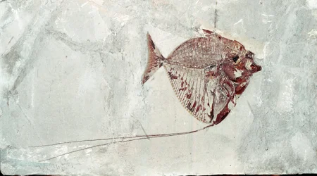 Prehistoria: fósil de pez Mene Rhombea del sitio del Monte Bolca (Italia). Período Eoceno. Museo cívico de historia natural, Milán