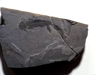 Prehistoria: período pérmico, era paleozoica. Fósil de Branchiosaurus. Encontrado en Rotliegen, Alemania