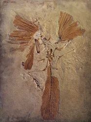 Prehistoria: fósil de arqueópterix, animal prehistórico de la familia de las aves