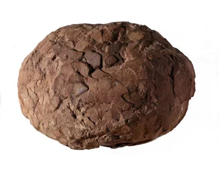 Prehistoria: huevo de dinosaurio encontrado en Provenza. Era Mesozoica, período Jurásico