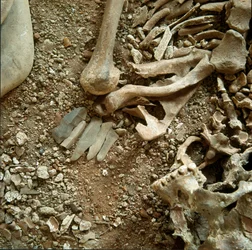 Prehistoria: doble sepultura de adultos y niños. (detalle)
