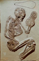 Prehistoria: esqueleto femenino que data del Neolítico Superior. Cultura de Chiozza. 2900-2700 a.C. Reggio Emilia, Musei Civici, Museo Chierici, Italia
