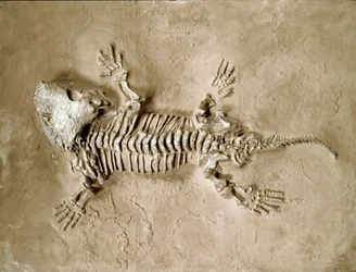 Prehistoria: fósil del reptil anfibio Seymouria Bayolorensis de Texas en los Estados Unidos. Período Pérmico. Museo cívico de historia natural, Milán