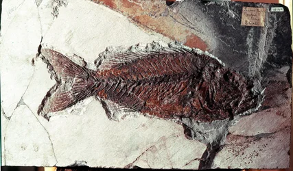 Prehistoria: fósil de pez Sparnodus Elongatus del sitio de Monte Bolca (Italia). Período Eoceno