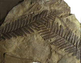 Prehistoria: fósil de Neuropteris de la familia de los helechos. Era del Paleozoico, período del Carbonífero. Hallado en Villach, Austria