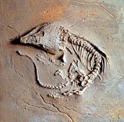 Prehistoria: fósil del reptil Labidosaurus hamatus de Texas en los Estados Unidos. Período Carbonífero, era Paleozoica. Museo Cívico de Historia Natural, Milán