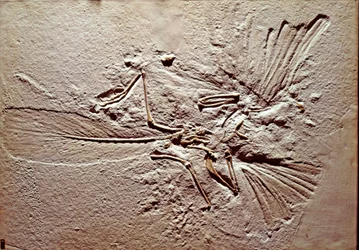 Prehistoria: fósil del ave Archaeopteryx
