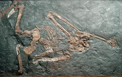 Prehistoria: fósil del gran primate Oreopithecus (Oreopithecus bambolii) del Monte Bamboli (Grosseto). Era Mioceno. Museo cívico de historia natural, Milán