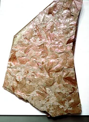 Prehistoria: hojas fosilizadas de Piamonte (Italia). Período del Cuaternario inferior. Museo cívico de historia natural, Milán
