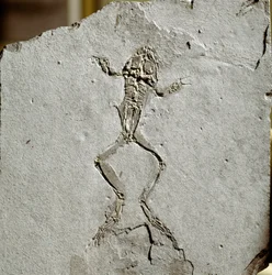 Prehistoria: fósil de rana del sitio Pueyoi da Tervel en España