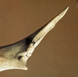Prehistoria: cuchillo hecho de cúbito de res de la Necrópolis de Arene Candide (Finale Liguria), Liguria. Neolítico Inferior, Edad de Piedra. Génova, museo de arqueología ligur