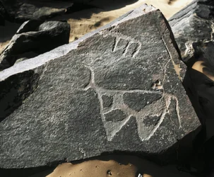 Prehistoria, arte rupestre: representación de un ganado (estilo Tazina)