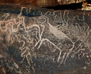 Prehistoria, arte rupestre: roca funeraria de la representación de ganado. Estilo Tazina. Edad de Piedra 5000-2000 a.C. Taghit, Alto plateau del Hoggar (Ahaggar), Argelia