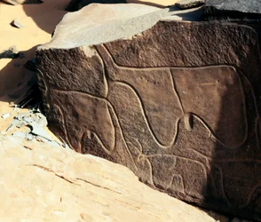 Prehistoria, arte rupestre: roca funeraria de la representación de ganado. Estilo Tazina. Edad de Piedra 5000-2000 a.C. Taghit, Alto plateau del Hoggar (Ahaggar), Argelia