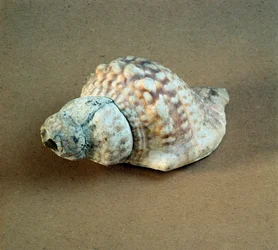 Prehistoria: concha de Triton nodifer perforada, usada como silbato