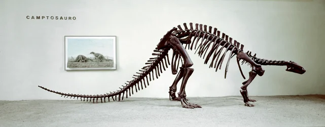 Prehistoria: esqueleto del dinosaurio camptosaurio (Camptosaurus Browni). Período del Jurásico Superior. Museo cívico de historia natural, Milán