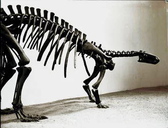 Prehistoria: esqueleto del dinosaurio camptosaurio (Camptosaurus Browni). Periodo del Jurásico Superior. Museo cívico de historia natural, Milán