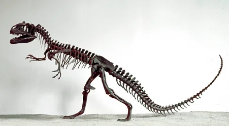 Prehistoria: esqueleto del dinosaurio Allosaurus fragilis