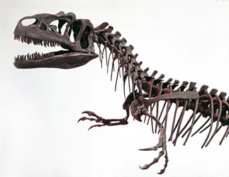 Prehistoria: esqueleto del dinosaurio Allosaurus fragilis. Período del Jurásico Superior