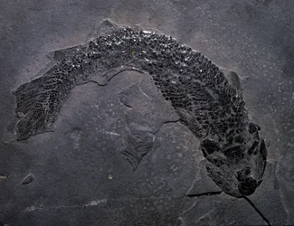 Prehistoria: especie de fósil Gyroptichus, era paleozoica, período devónico. Encontrado en Escocia