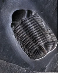 Prehistoria: fósil de trilobite Phacops Rana (artrópodo). Edad del Paleozoico, período del Devónico. Encontrado en la zona de Bundenbach en Alemania.