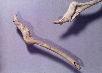 Prehistoria: dos propulsores llamados "al caballo saltarín" hechos en madera de reno. Período del Magdaleniense Medio. Saint Germain en Laye, Museo de Arqueología Nacional
