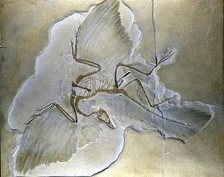 Las aves primitivas se llamaban Archaeopteryx. Se han encontrado fósiles completos en Baviera, en las lutitas del Jurásico Superior