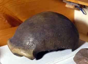 Cráneo del Hombre de Neandertal, descubierto en Alemania en 1856.