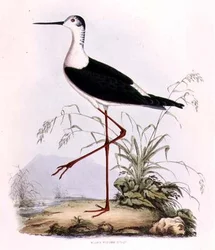 Cigüeñuela Común, de 