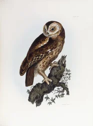 Búho pardo, 1841