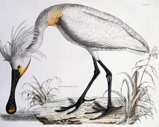 Espátula blanca, 1834