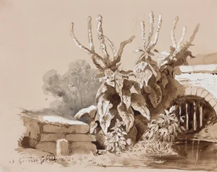 Estudio de plantas junto a una zanja, con adiciones de un instructor, 1856