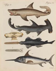 Libro de imágenes para niños Enciclopedia infantil de Friedrich Johann Justin Bertuch, 1798-1830