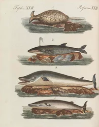 Libro de imágenes para niños, enciclopedia infantil de Friedrich Johann Justin Bertuch, 1798-1830