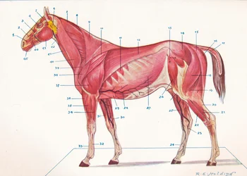 Músculos superficiales, tendones, etc. de un caballo, h. 1907-1910