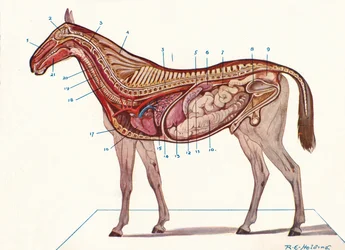 Sección vertical del cuerpo de un caballo, c1907 c1910