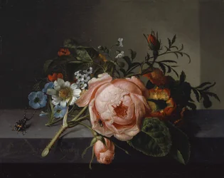 Naturaleza muerta con rama de rosa, escarabajo y abeja, 1741