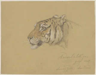 Cabeza de tigre