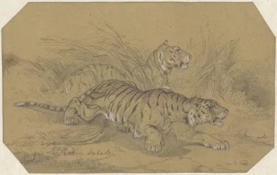 Dos tigres merodeando por la hierba