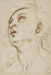 Cabeza de un joven mirando hacia arriba, c. 1497-1504
