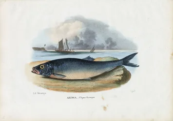 Arenque Atlántico, 1863-79