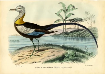 Jacana china, 1863-79