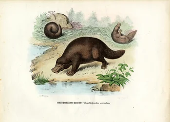 Ornitorrinco, 1863-79