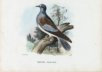 Tórtola europea, 1863-79