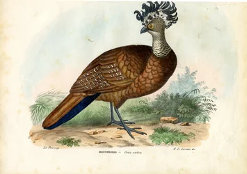 Gran hocofaisán, 1863-79