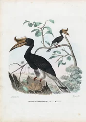 Gran cálao, 1863-79