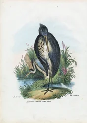 Garza Real, 1863-79