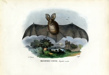 Murciélago gris de orejas largas, 1863-79